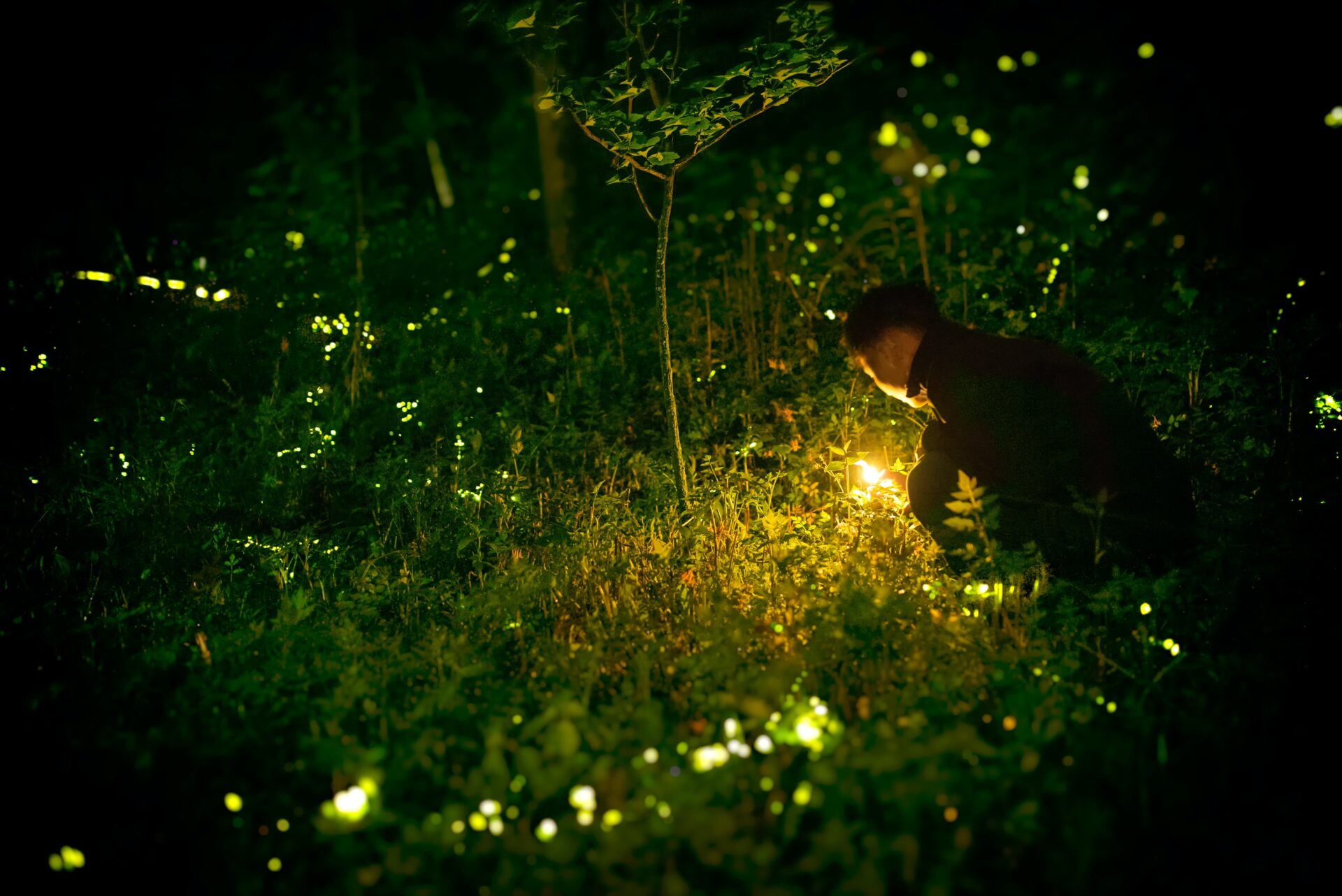 collect fireflies in backyard