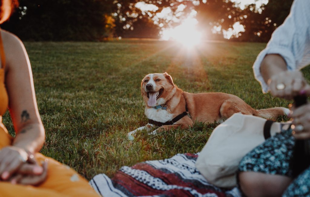 gathering with dog